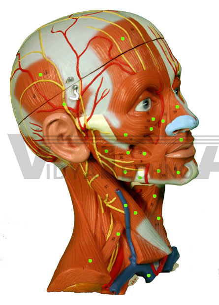 Head/Neck Muscles: Right Side